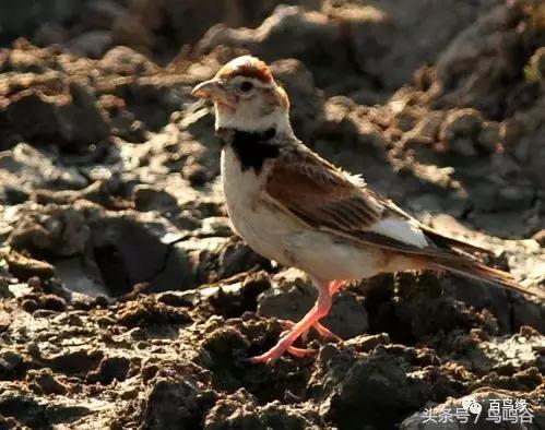 老野历程一路走来的胡说八道汇总