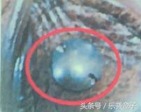 新时代态度-乐荟盒子奢侈品鉴定师Jerry教大家快速辨别CHANEL真假