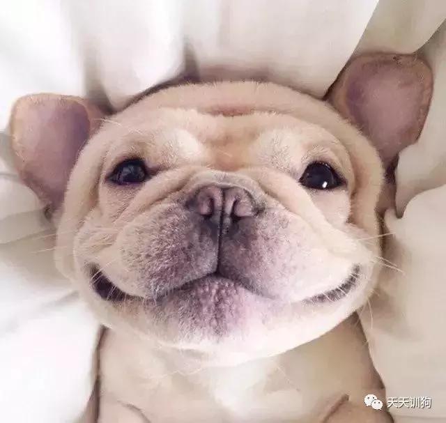 狗感冒了怎么办视频讲解,狗为什么不感冒