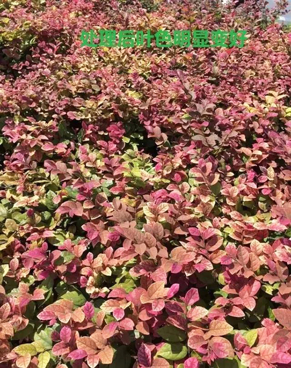 红花檵木枯萎怎么处理,红花檵木叶子枯黄怎么治