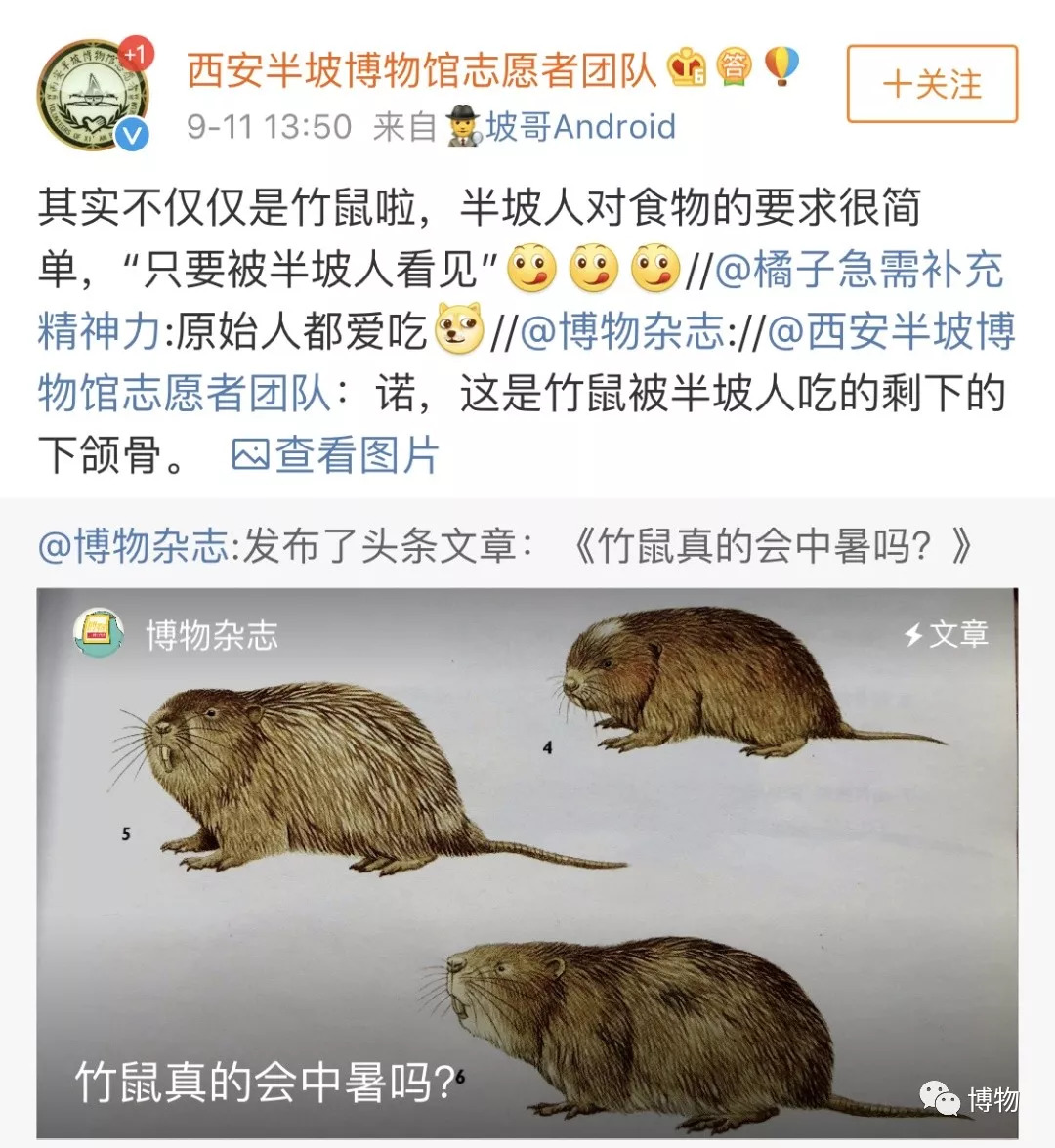 华农兄弟的竹鼠为什么总是中暑,竹鼠中暑有什么表现