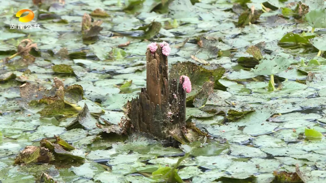 恶心虫子事件,长沙很毒的虫子