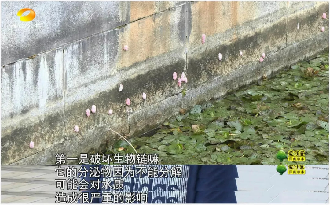 恶心虫子事件,长沙很毒的虫子