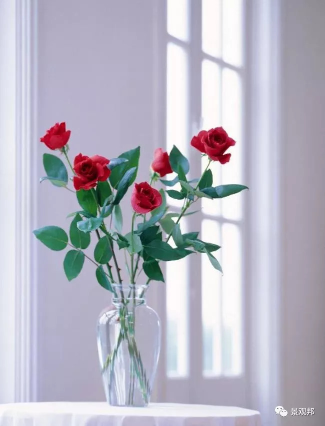 庭院风水植物讲究,庭院植物风水入门图片