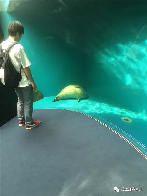 没有干劲的废柴海豹,只要心中有床,在哪里都可以豹睡个爽啊……