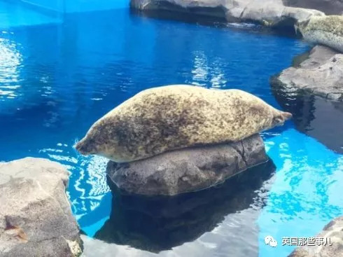 没有干劲的废柴海豹,只要心中有床,在哪里都可以豹睡个爽啊……