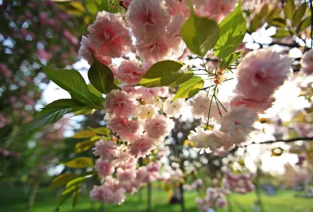 青白江凤凰盛景航拍,青白江凤凰新城最新视频