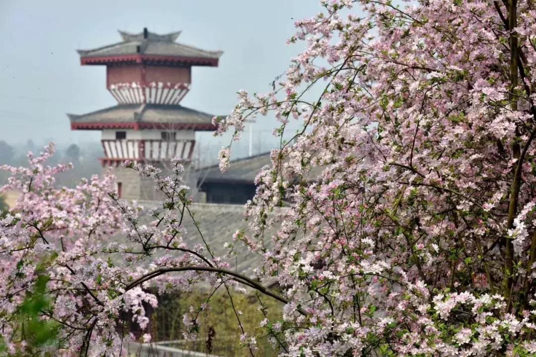 青白江凤凰盛景航拍,青白江凤凰新城最新视频