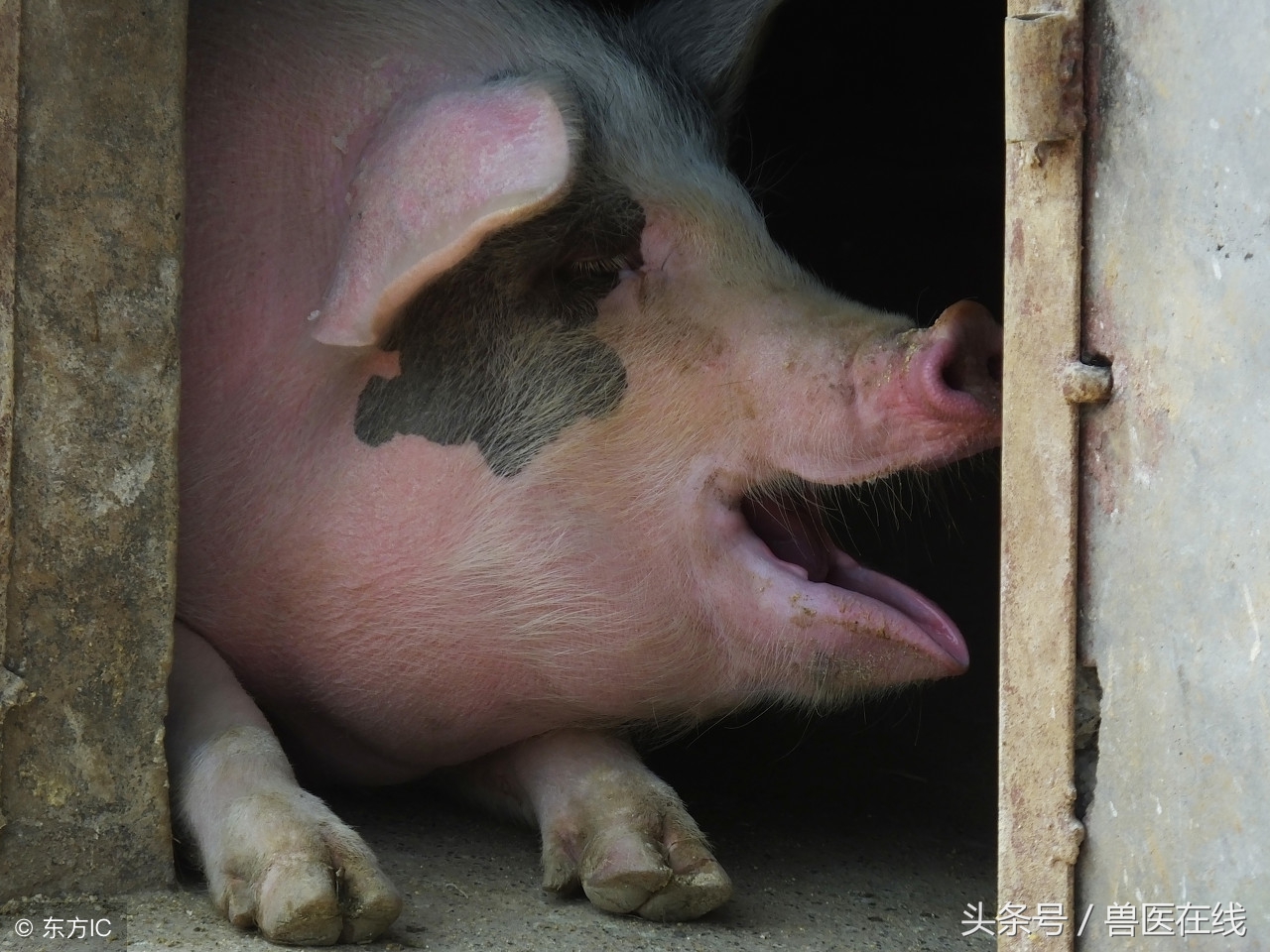 母猪蓝耳病是什么引起的,猪蓝耳死亡症状