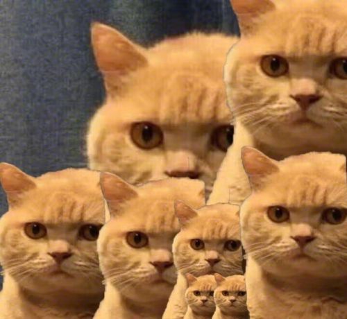 猫喜欢跟你睡枕头,猫喜欢和我睡说明什么