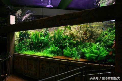 怎样让灯鱼群游,怎么让家里的灯智能