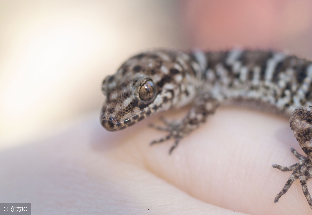 通络定惊,通络止痛散结消肿