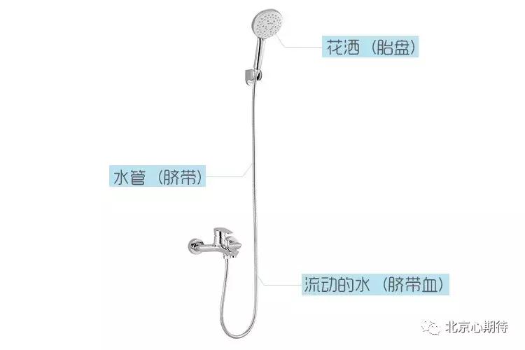 一个简单的例子告诉你脐带、脐带血、胎盘的区别