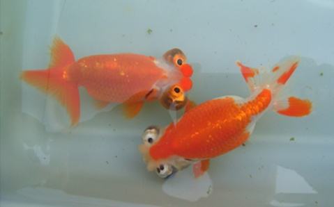 开个金鱼店赚钱吗,广州怎么开金鱼店