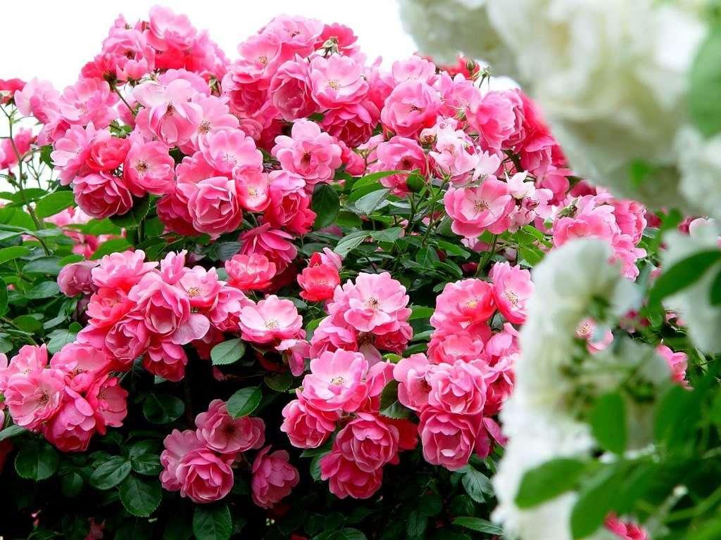 蔷薇花叶子发黄咋办,蔷薇花叶子发黄怎么回事