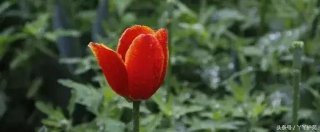 中药900味图解,一副中药30多味药是大方子吗