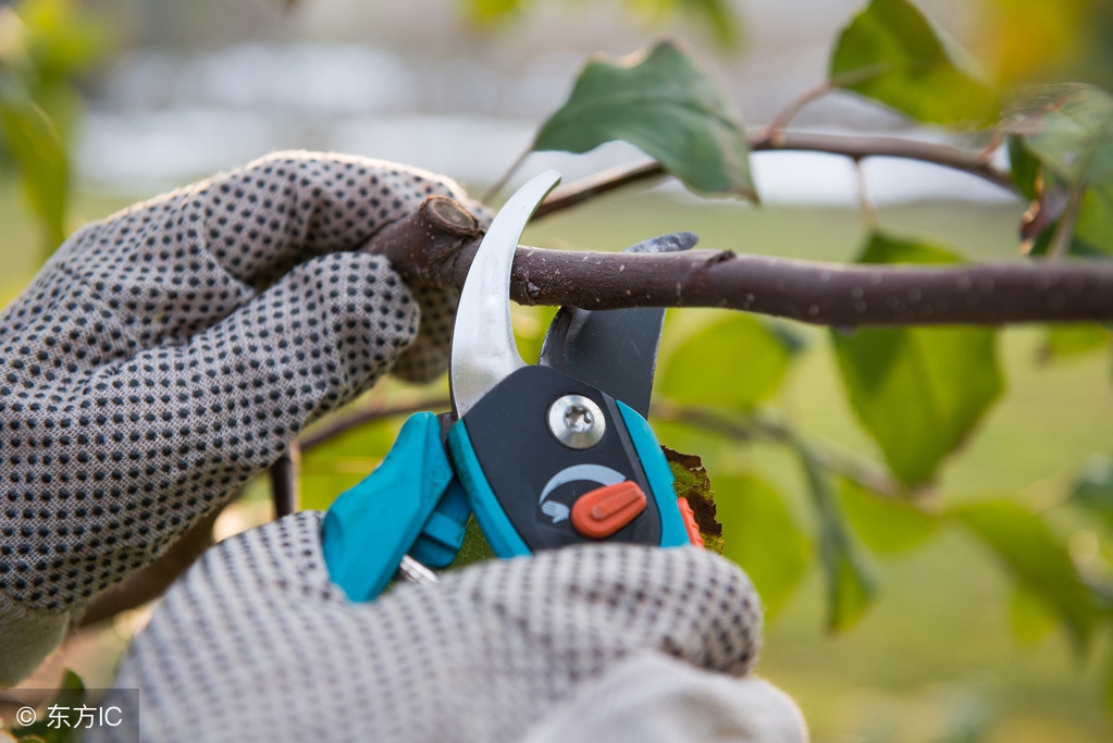果树修剪常用手法和作用是什么,果树修剪常用技术有哪些