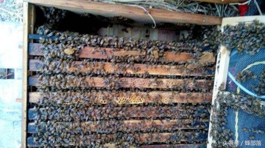 蜜蜂养殖技术怎样加脾,蜜蜂养殖条件