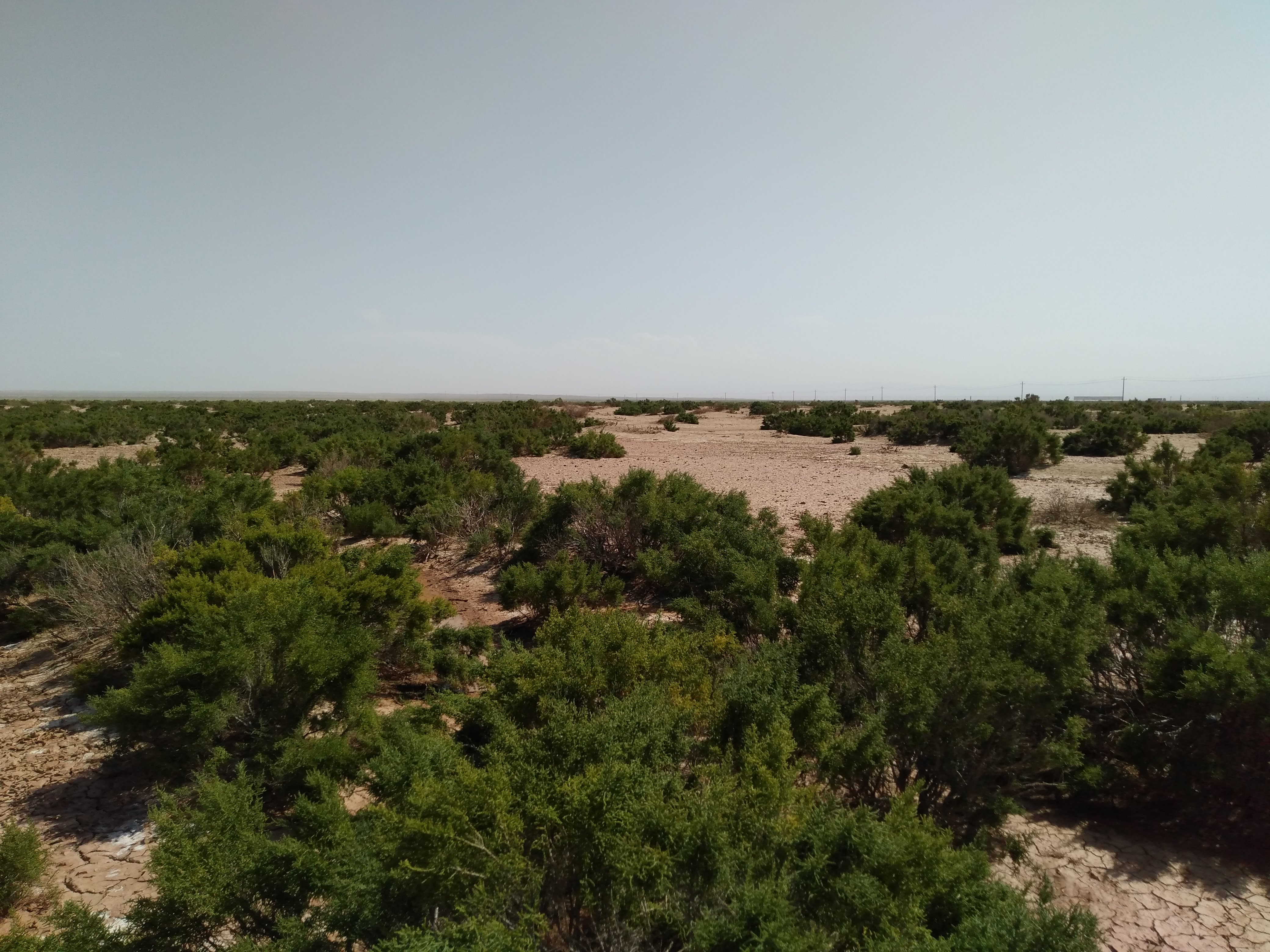 沙漠人参肉苁蓉对身体有啥好处,沙漠人参肉苁蓉吃了有什么功效