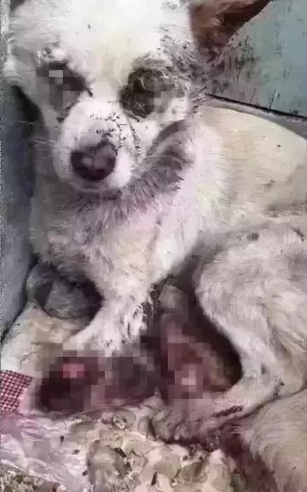 歹毒虐狗的人渣,请滚出天津!