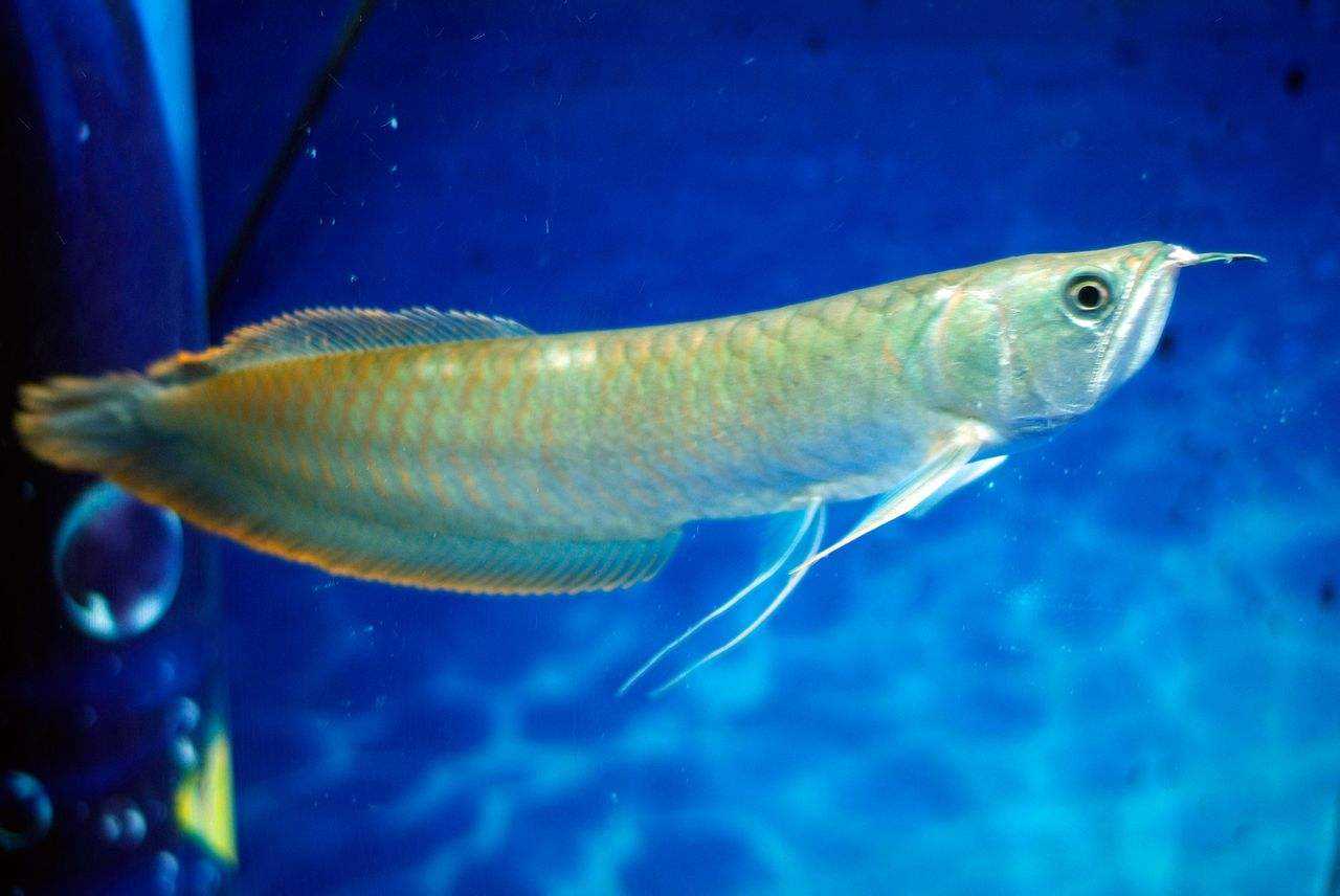 龙鱼入缸的正确操作过程,龙鱼入缸程序