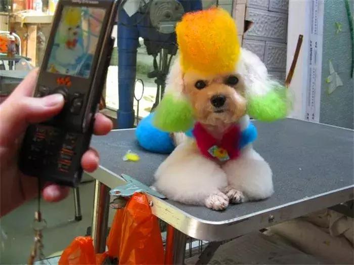 泰迪被主人凶后的表现,泰迪被主人罚站