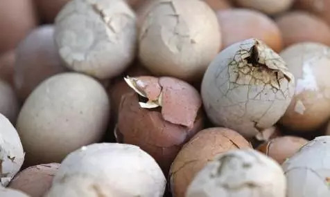 吃蛋的十大好处,种蛋营养价值及功效