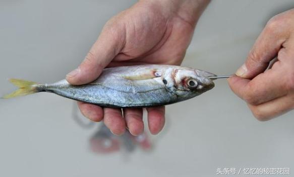 野游安全注意事项,战野打法思路