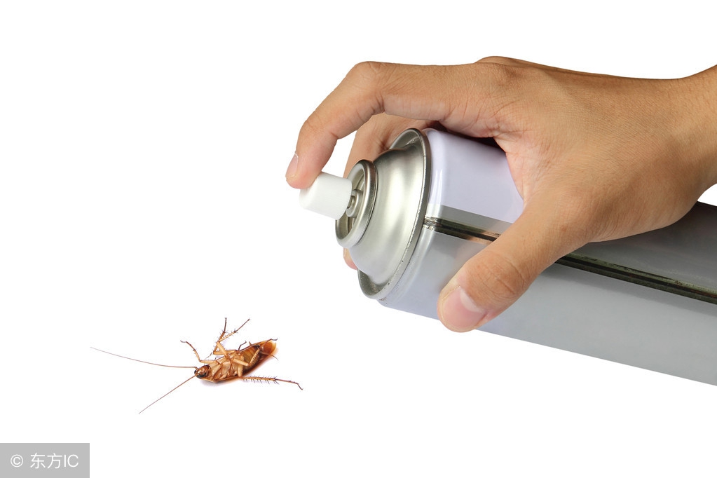 家里有蟑螂不用怕一招教你,家里有蟑螂教你一招让蟑螂去无踪