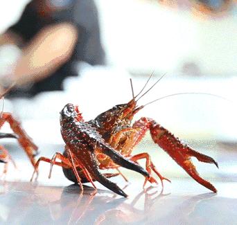 魔都人均100就能吃到的食物,魔都人均不到二百的海鲜大闸蟹