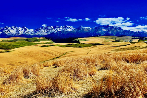 江布拉克的美景描述,风吹麦浪风景视频