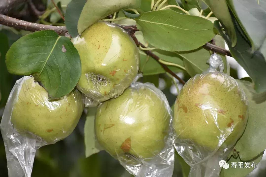 寿阳县富家沟梨儿熟了！又见梨果满枝头