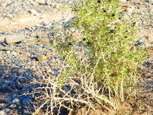 一条拼团｜柴达木野生黑枸杞，BOTANIST保湿牛奶身体乳