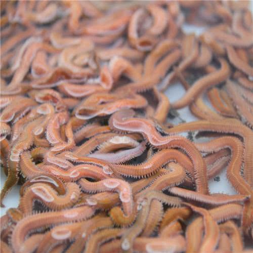 海蜈蚣用来钓鱼还是吃的,能吃的海蜈蚣