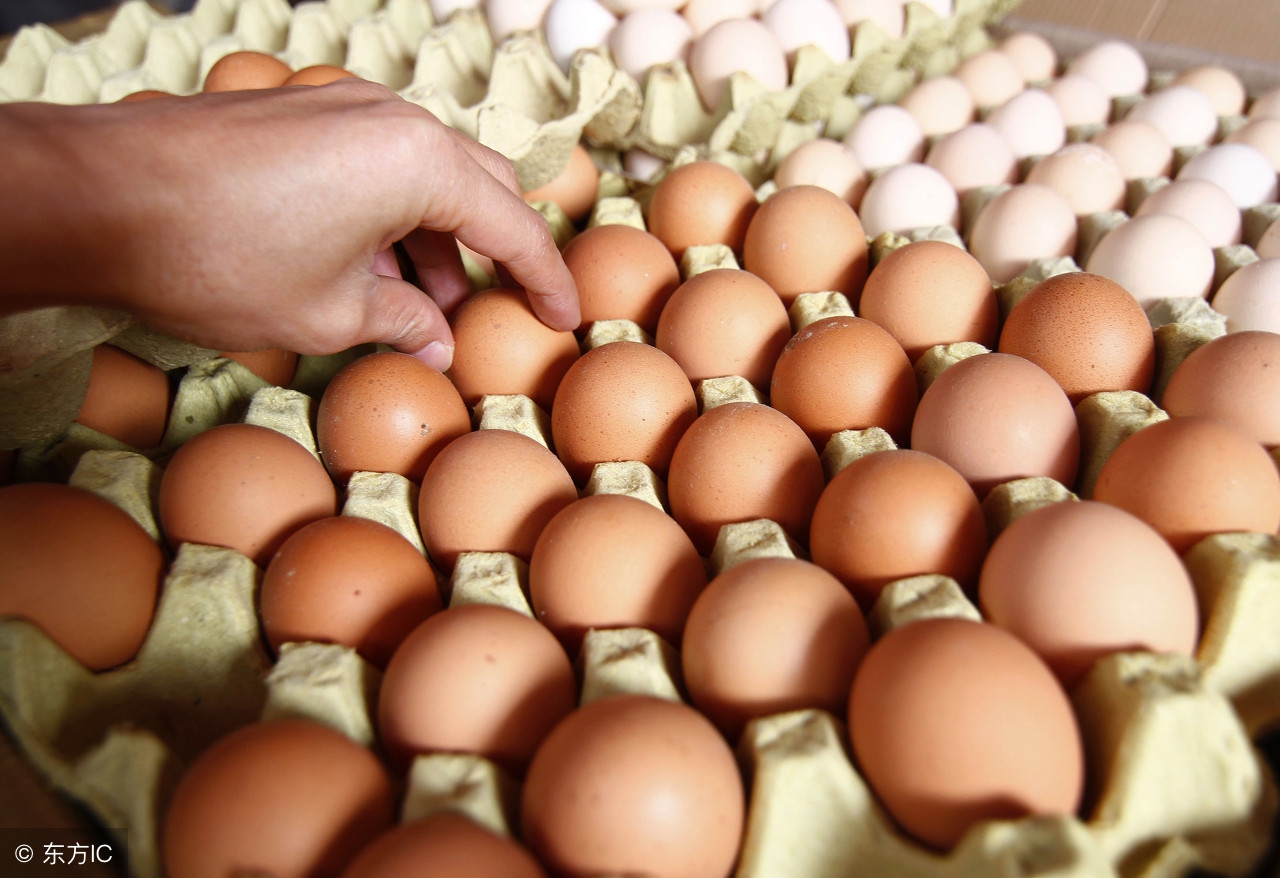 河北省鸡蛋今日蛋价行情,青岛鸡蛋价格今日蛋价