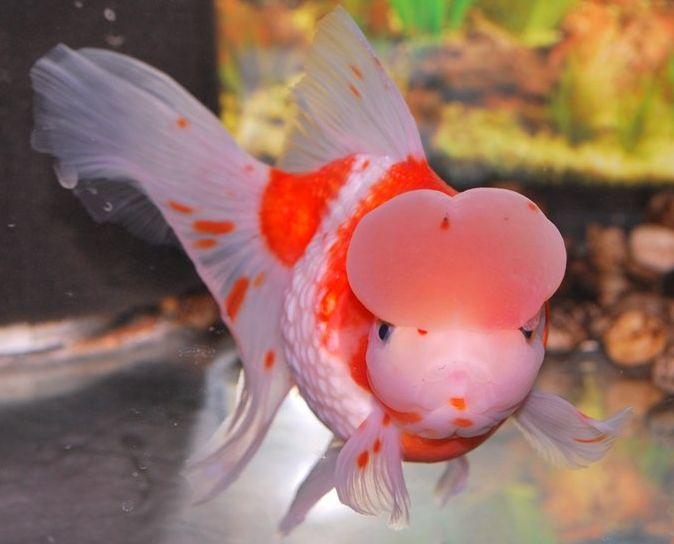 清朝正白旗旗人金鱼养殖心经:《虫鱼雅集》(下)