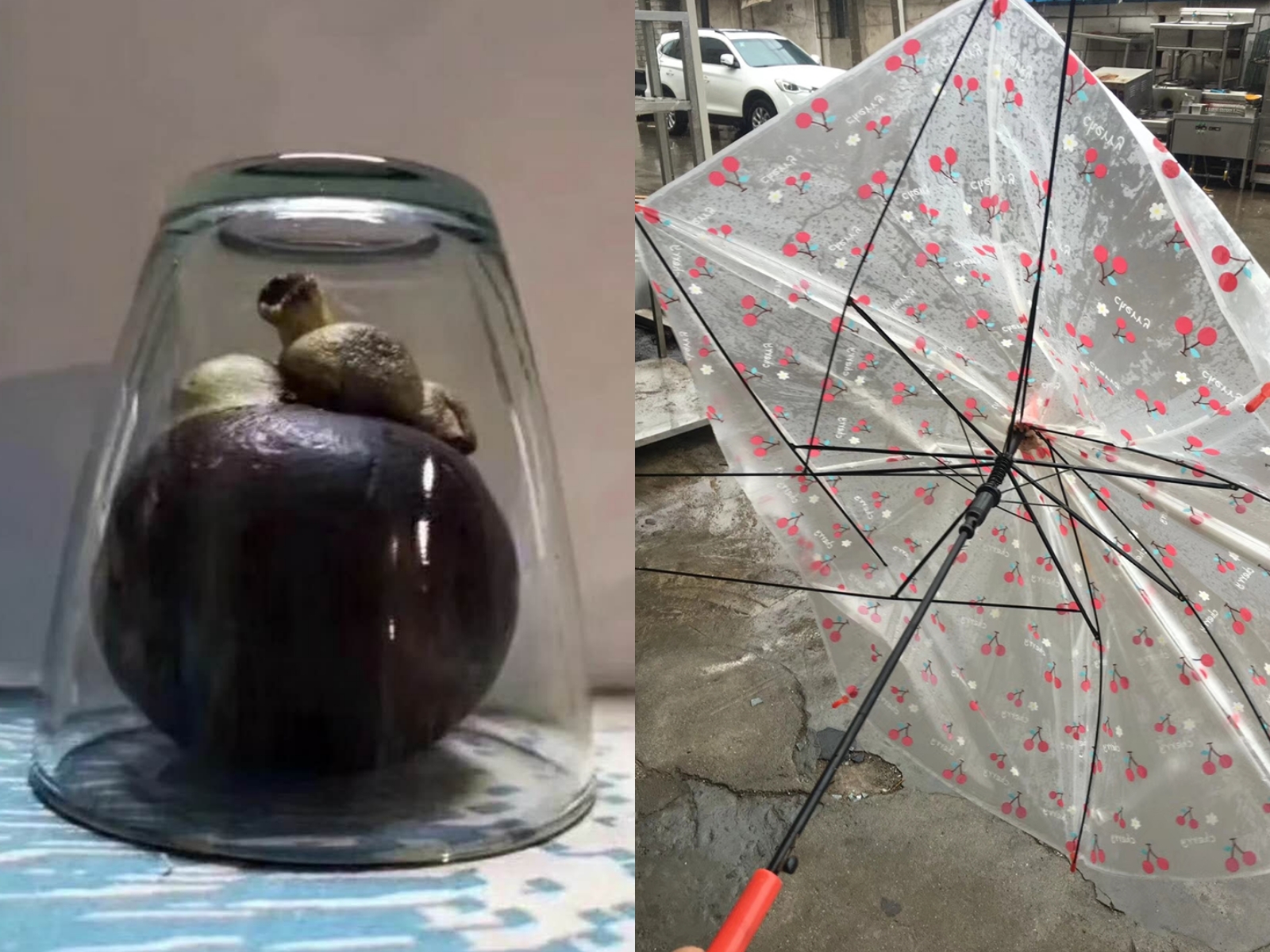 山竹的日常做法,山竹能做哪些美食