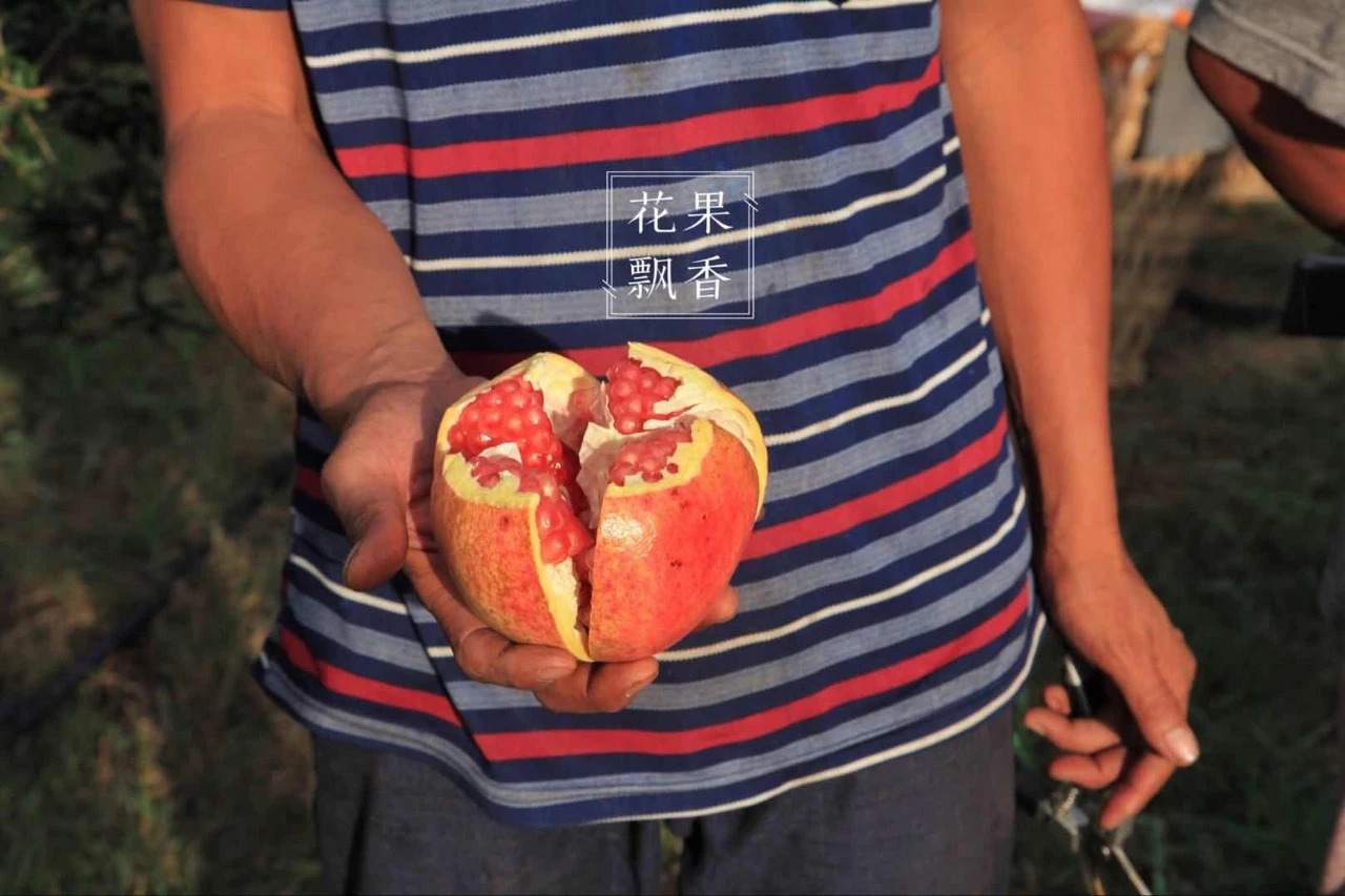 热门产业伤心事：软籽石榴的价格居然会低到2.5元一斤