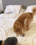 爆笑！收到2米多高代购清单的男子代购回来啦！「蜀黍周趣闻‖NO.43」