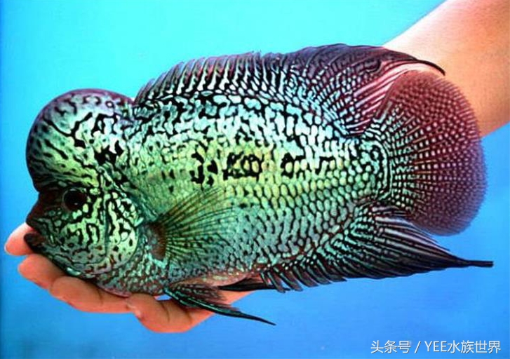 鱼缸里的”君子”排行，有遗憾，不完美