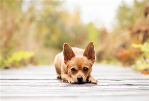 狗狗呕吐是什么原因引起的病,狗狗呕吐的五大原因和三步疗法