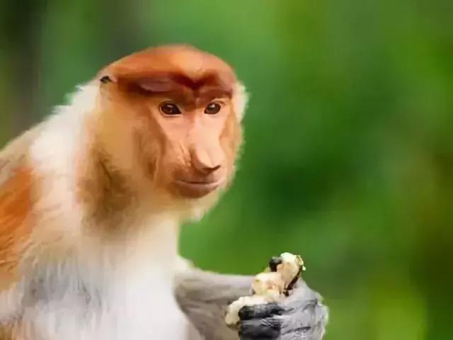 马来西亚沙巴度假海岛,马来西亚的沙巴