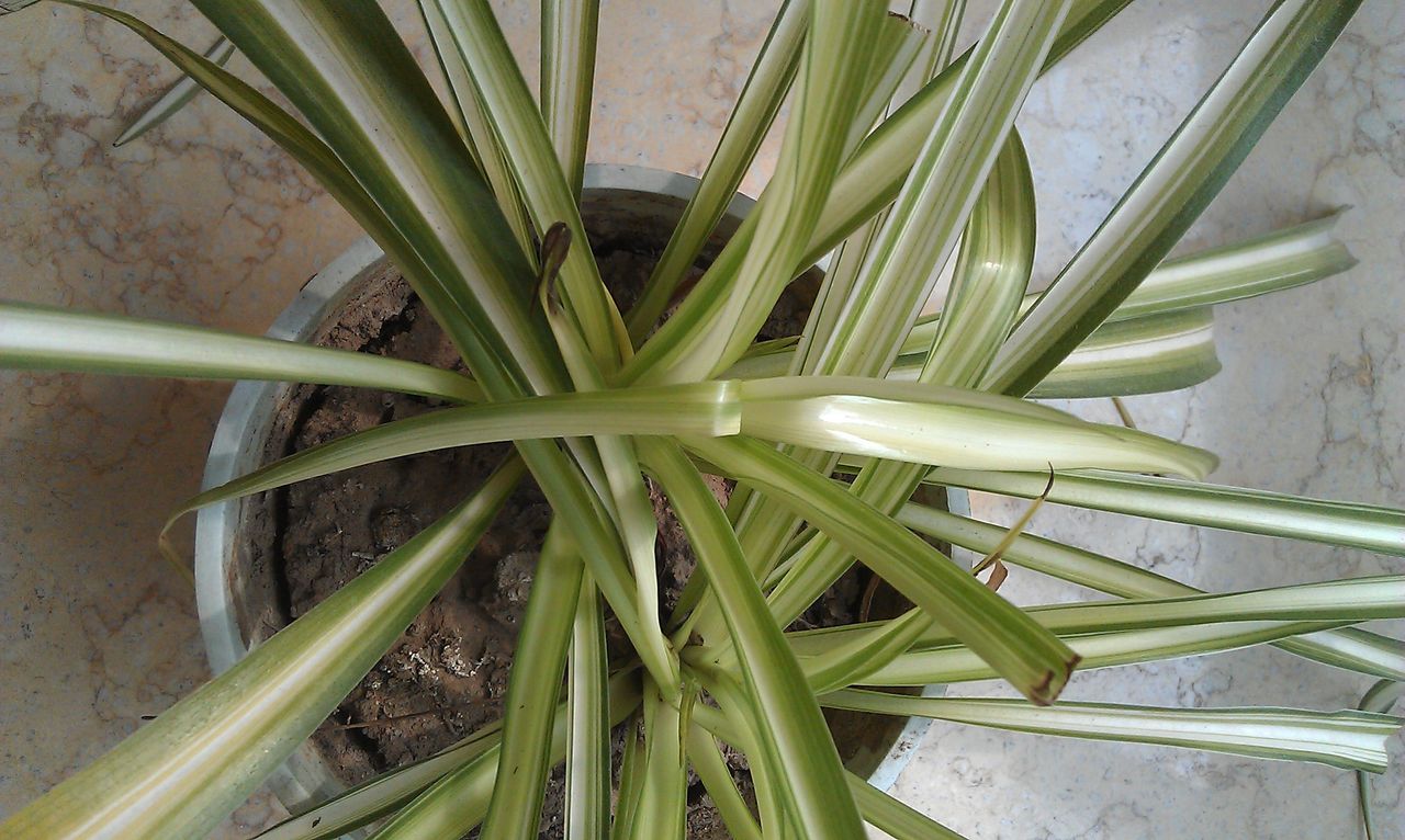 吊兰叶子总是会折断,吊兰叶子打折是怎么回事