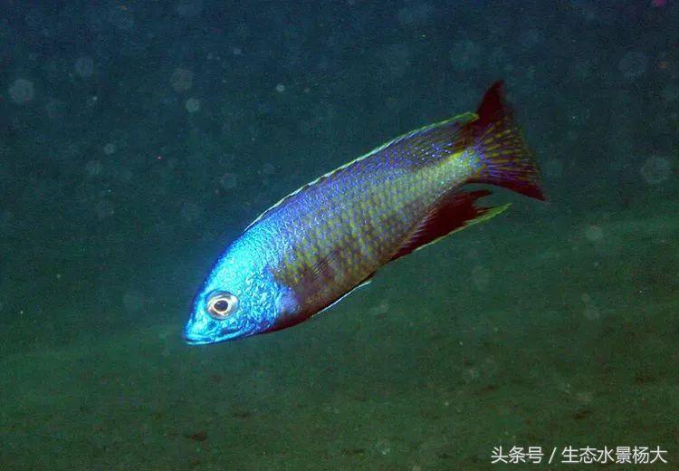 马拉维湖慈鲷口孵品种,马拉维湖岩栖慈鲷