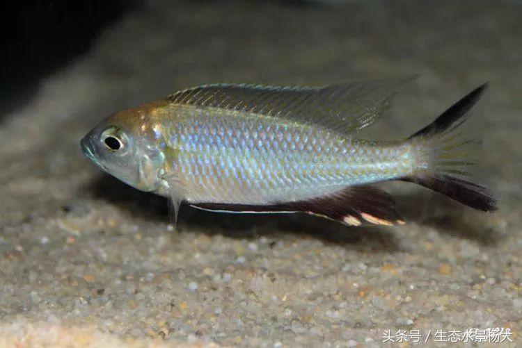 马拉维湖慈鲷口孵品种,马拉维湖岩栖慈鲷