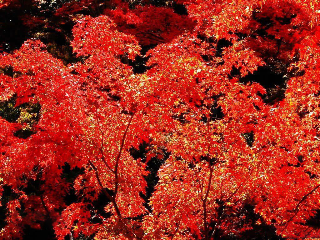 川西美景米亚罗一日游,四月两日游推荐景点四川