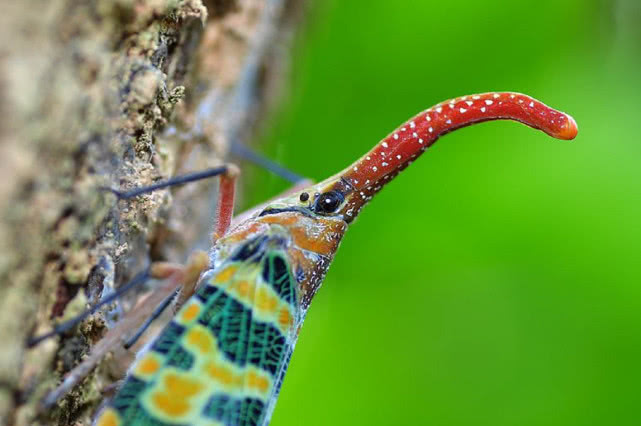 农村常见的昆虫学名是什么,龙眼鸡是什么昆虫变的