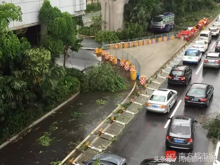 “山竹”过后首个工作日：广东人爬树都要去上班！