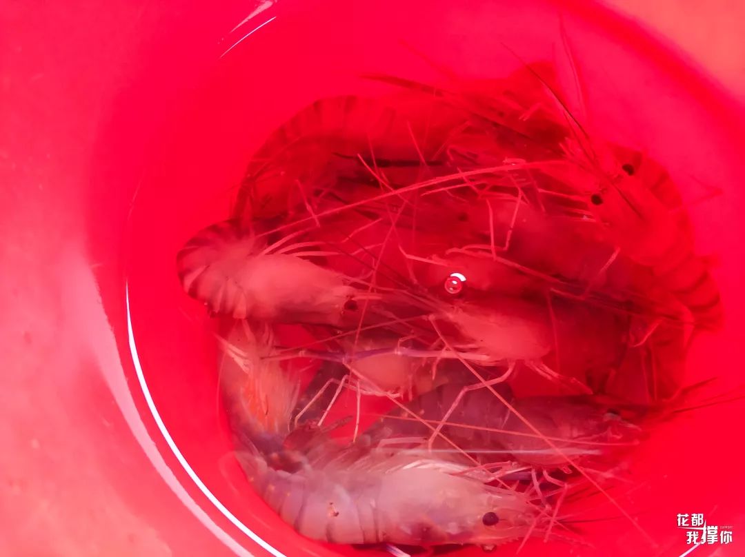 花都三东钓虾场,周末想去海边玩去哪里