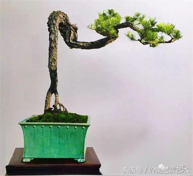 云中松——仰观天宇，俯察尘寰